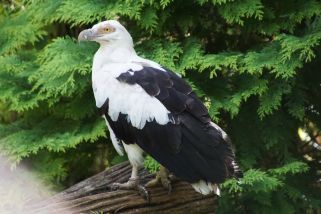 Gypohierax angolensis - Palmgeier (Geierseeadler)